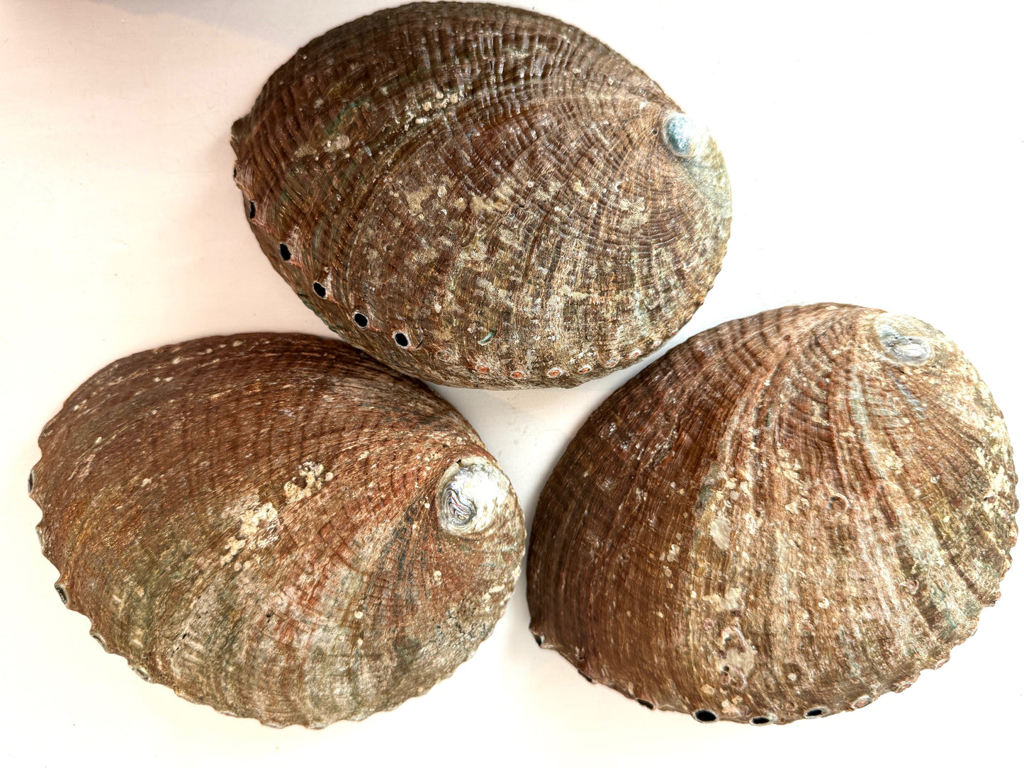 Abalone Shell Ritual Dish - Saging, Smudging