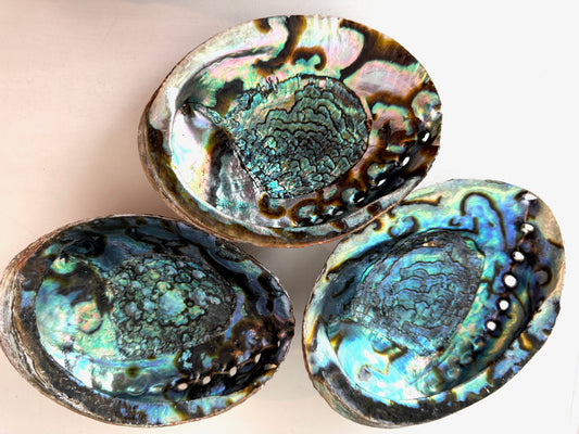 Abalone Shell Ritual Dish - Saging, Smudging